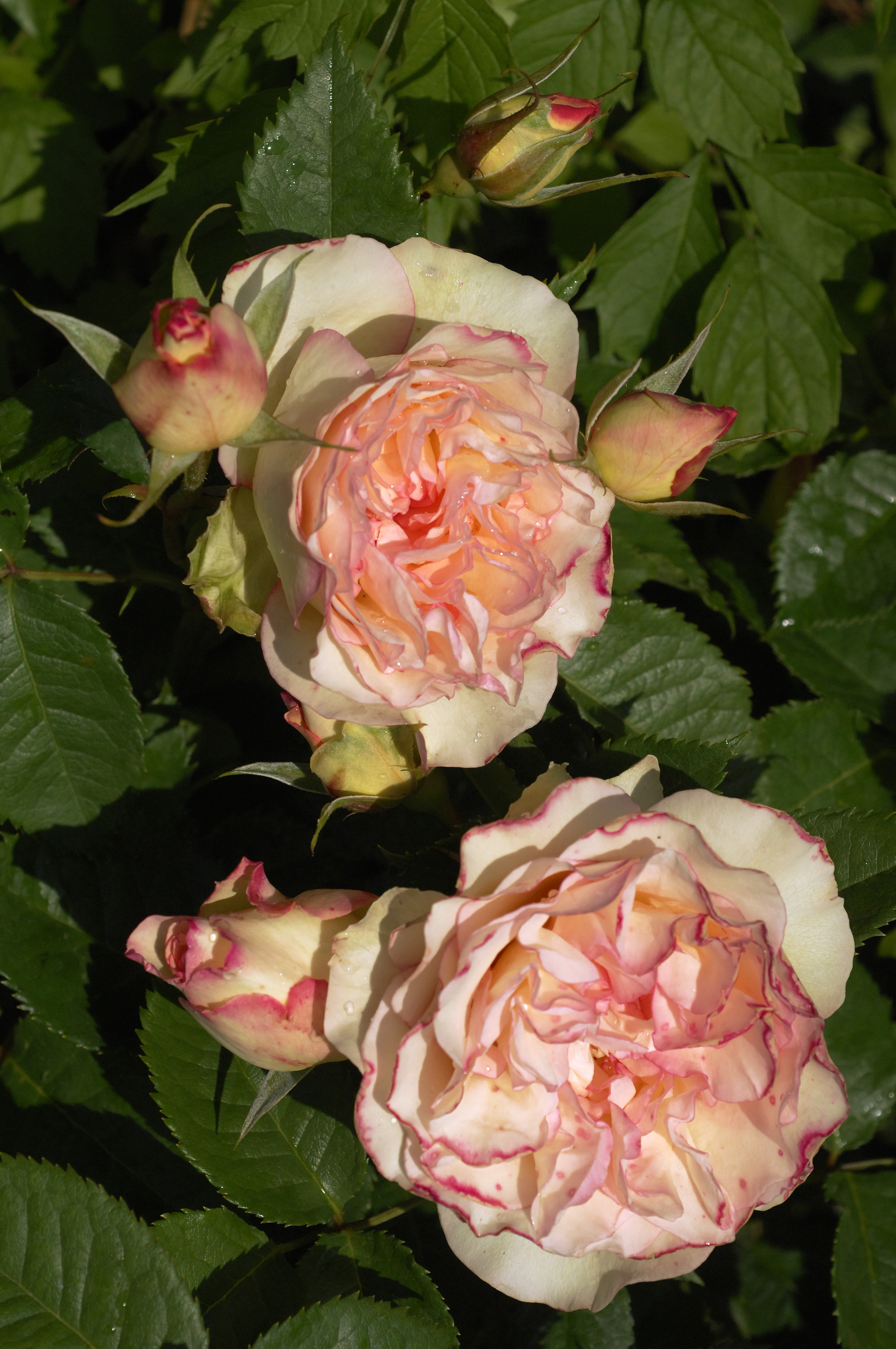 ©SUNFLOR - Primavera
